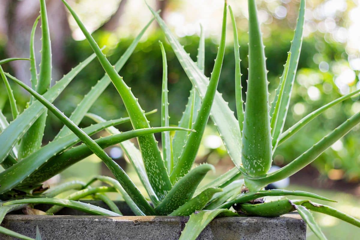 Aloe vera plants, known as one of the top 10 medicinal plants, thriving in a planter.