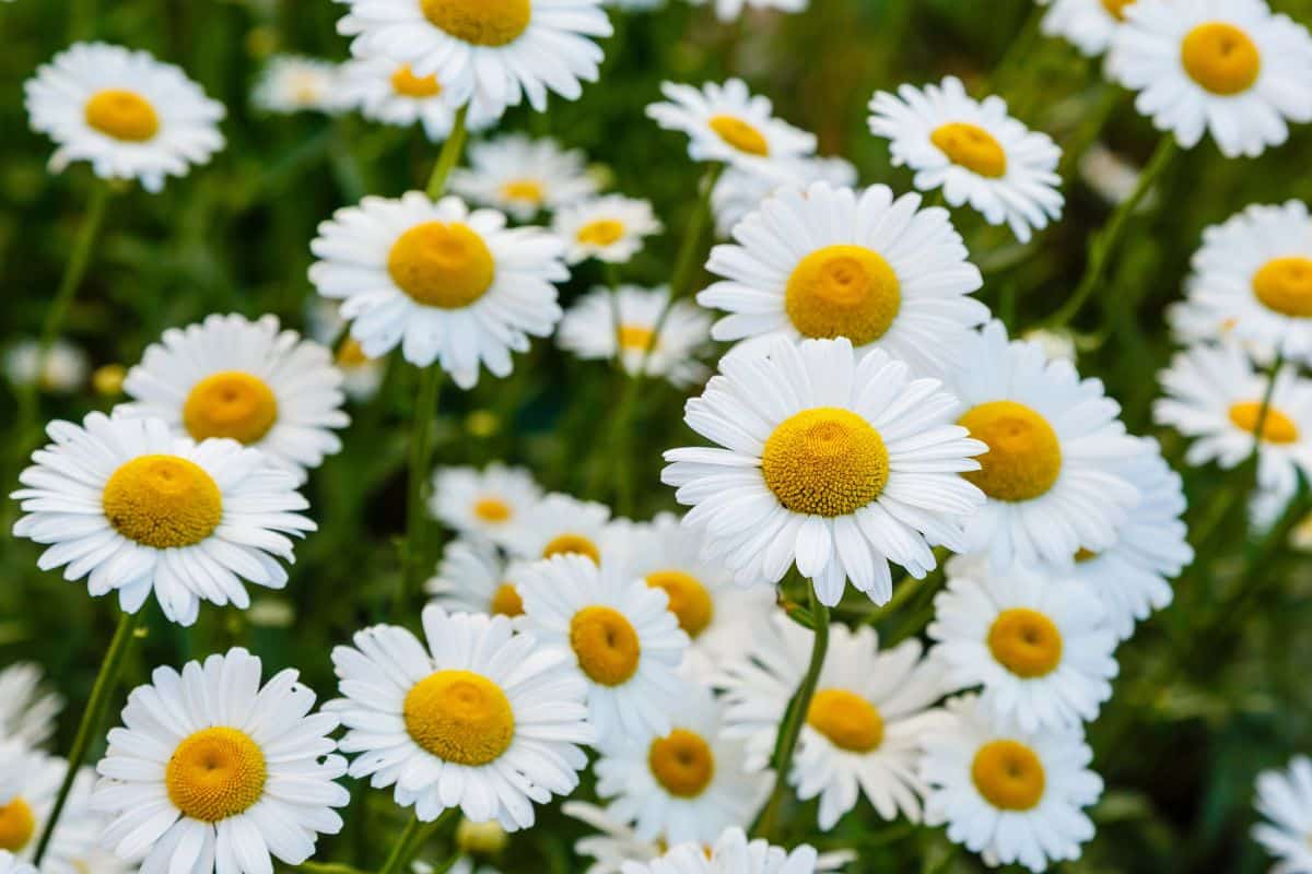A field of Chamomile, amidst the top 10 medicinal plants.