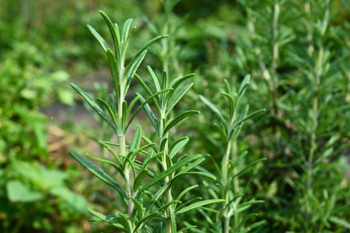 Close up of a rosemary plant, one of the top 10 medicinal plants, in a garden.