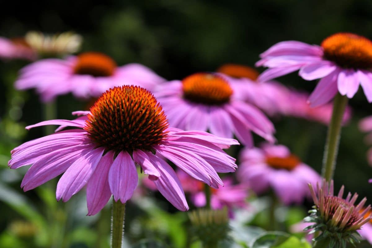 Top 10 Medicinal Plants featuring purple echinacea flowers in a garden.
