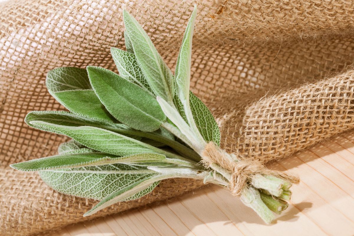 Sage leaves on a wooden table, a substitute for rosemary.