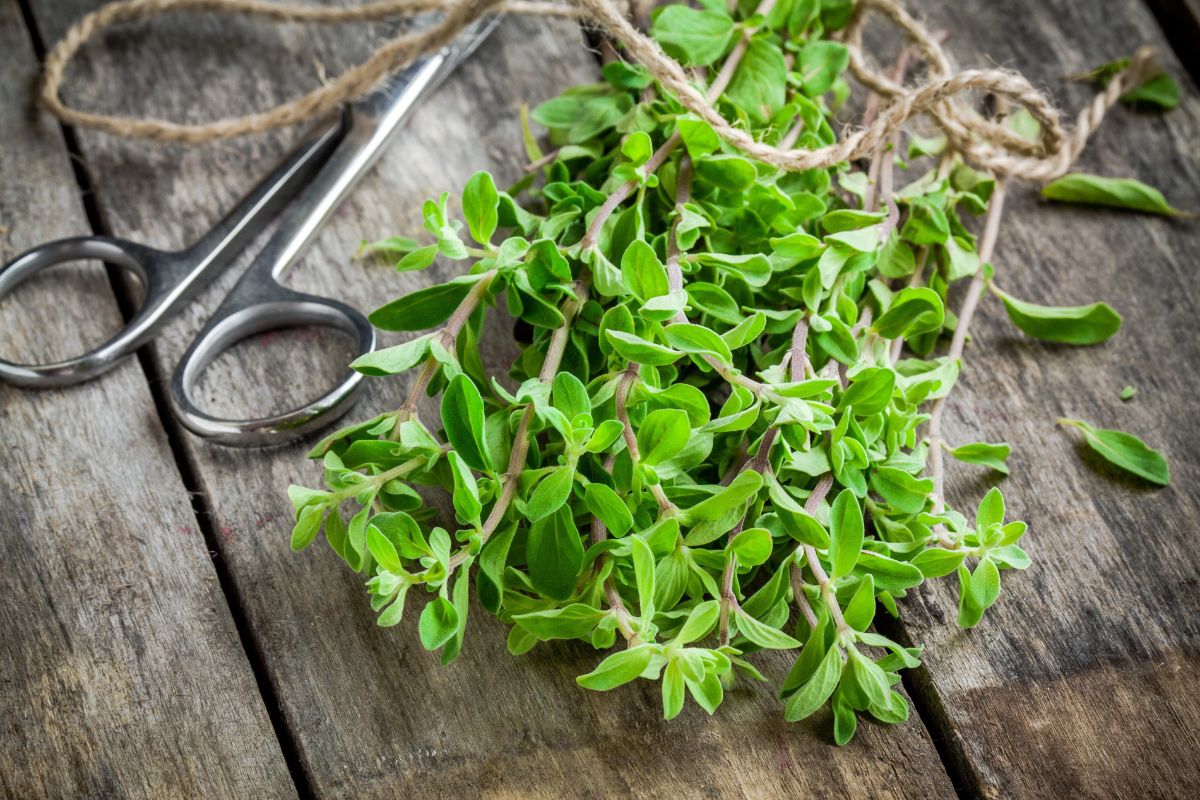 A bunch of fresh marjoram sitting next to scissors on a wooden table.