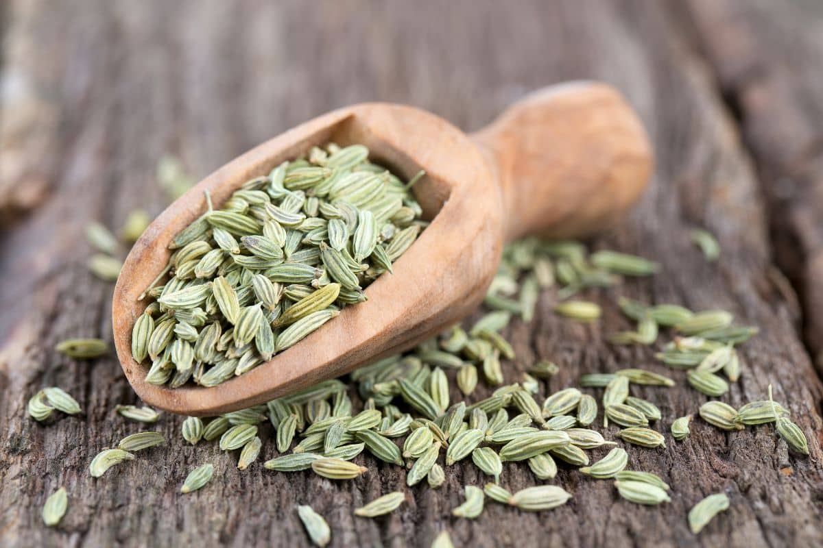Fennel seeds, a substitute for Caraway Seeds, in a wooden spoon.