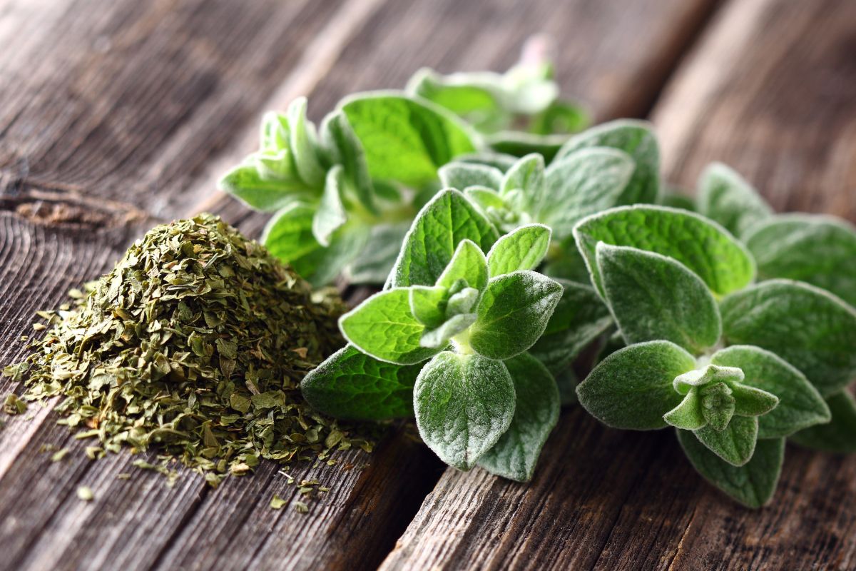 Fresh and dried oregano, substitute for caraway seeds, on a wooden table.