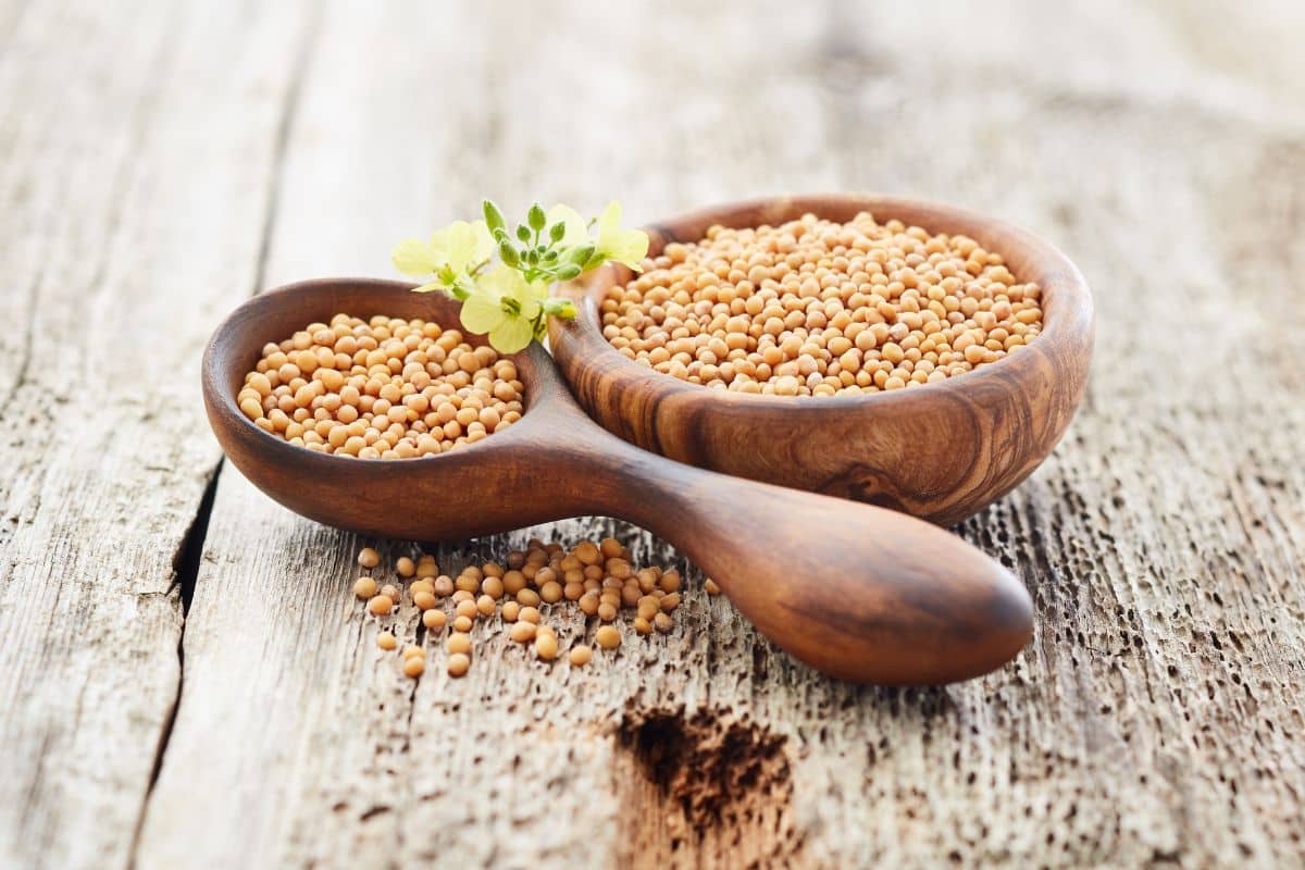 Mustard seeds in a wooden spoon and bowl on a wooden table.
