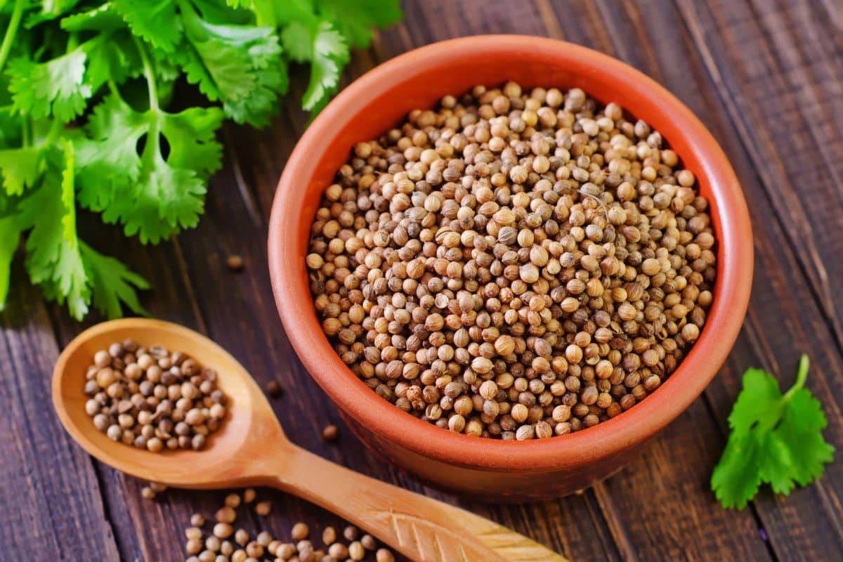 Coriander seeds in a bowl on a wooden table, used as a substitute for caraway seeds.