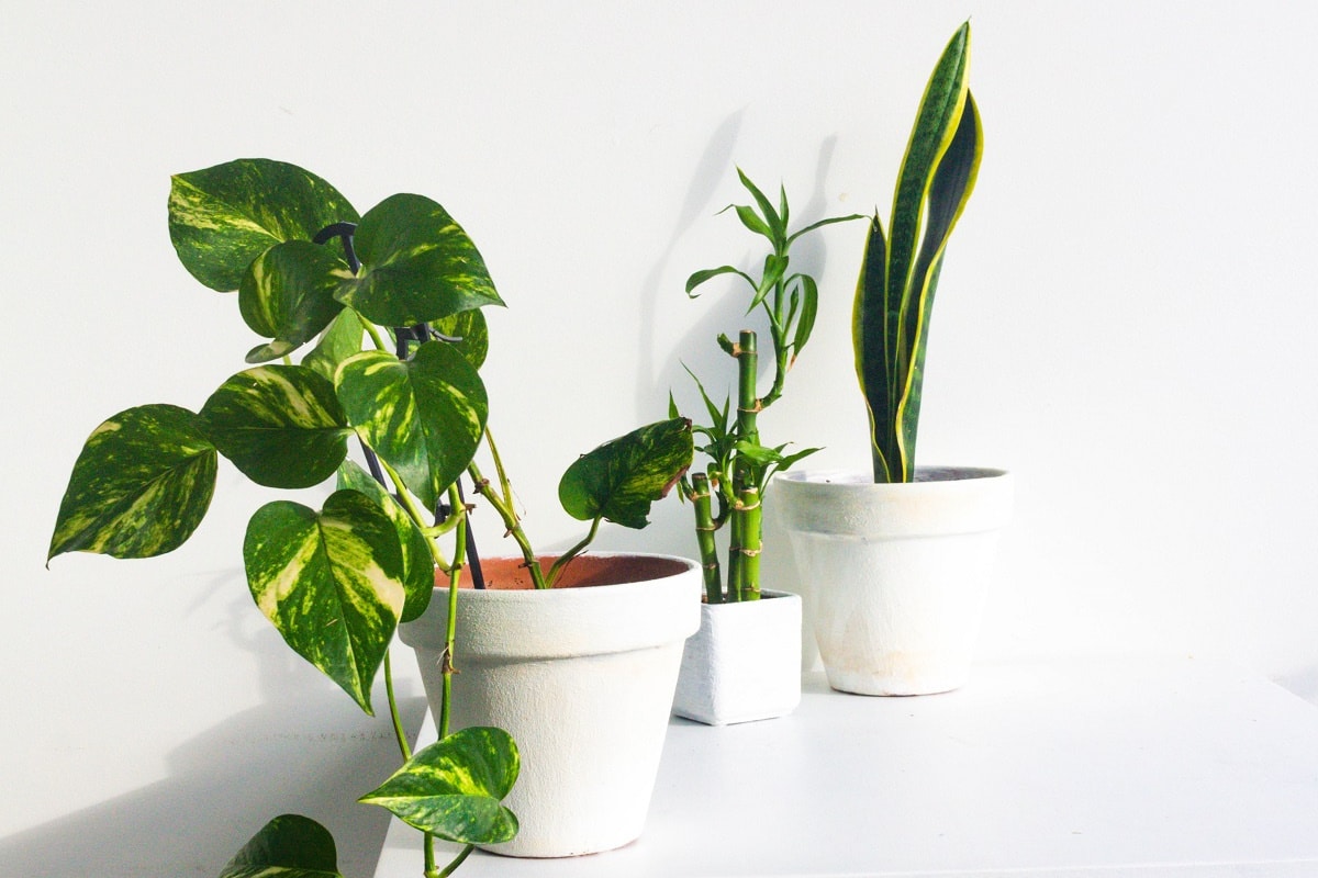 Three houseplants in white pots on a white table against a white background, featuring varied leaf patterns and colors.