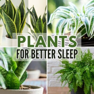 Collage of four indoor plants with text "plants for better sleep" overlaid, featuring snake plant, spider plant, aloe vera, and fern.