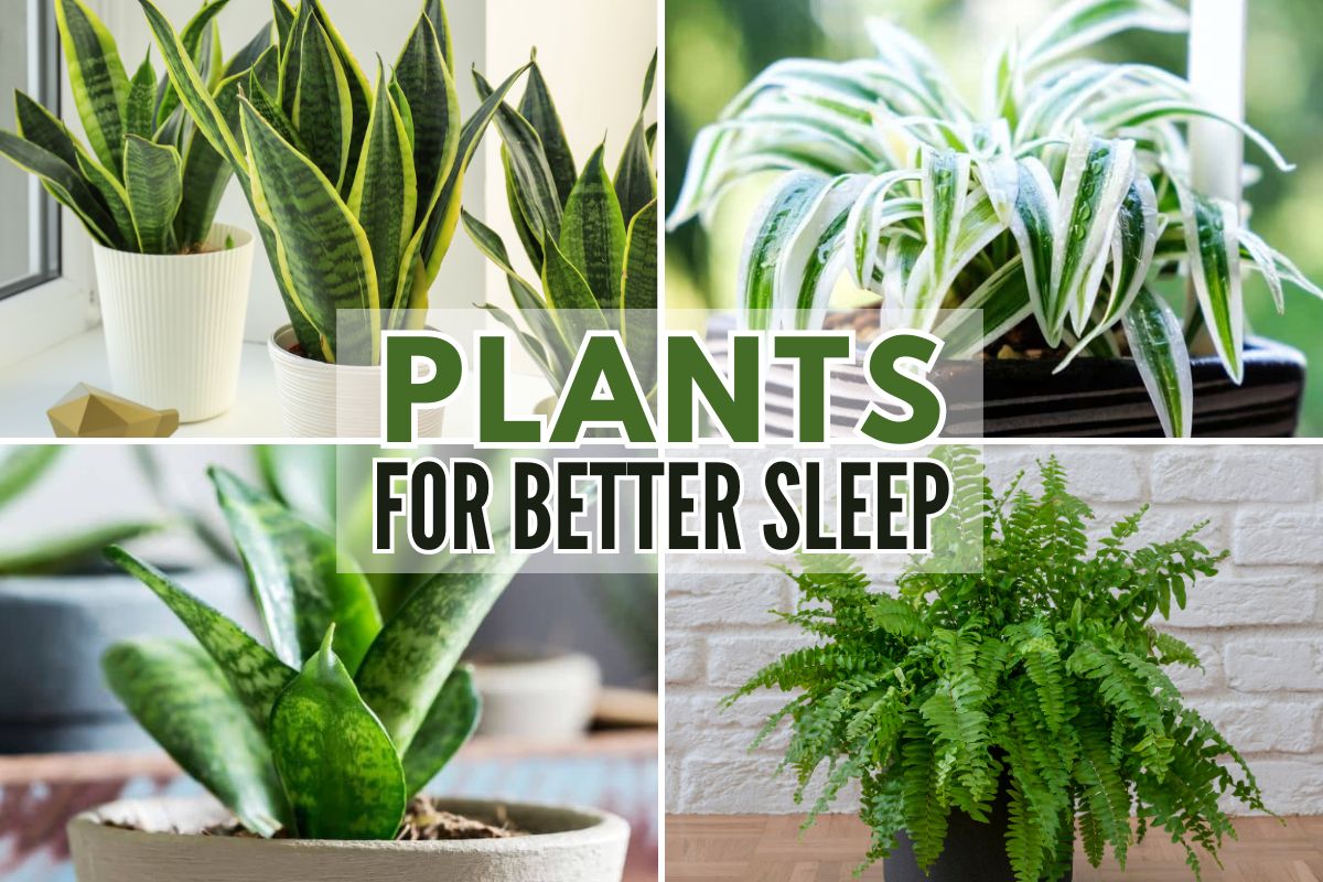Collage of four indoor plants with text "plants for better sleep" overlaid, featuring snake plant, spider plant, aloe vera, and fern.